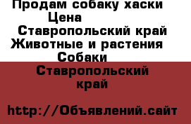 Продам собаку хаски › Цена ­ 11 000 - Ставропольский край Животные и растения » Собаки   . Ставропольский край